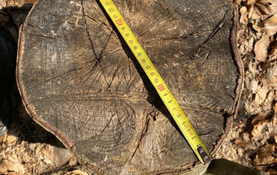 SBI issues a notice of suspicion to two former forestry officials in the Zakarpattia district who caused the state approximately UAH 50 million in losses.